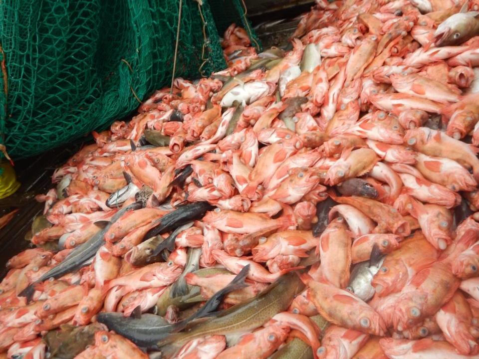 A 1995 moratorium effectively shut down the redfish harvest, but a now booming population has groups and provinces lobbying for large shares of the quota for the upcoming harvest. (Submitted by Marine Institute - image credit)