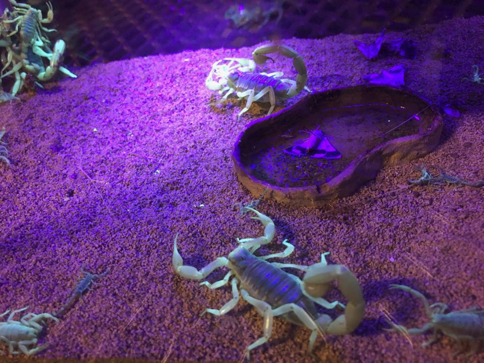 In this Aug. 18, 2019 photo, scorpions wander in a tank after being captured in Lost Dutchman State Park, Ariz. Feared, admired and loathed, scorpions have roamed the earth for 450 million years. An interesting way to learn about the critters, which glow under black lights, is to go on scorpion hunts in Southwest states like Arizona and New Mexico. Wear closed-toed shoes and pants, bring black lights and prepare to be awed. (AP Photo/Peter Prengaman)