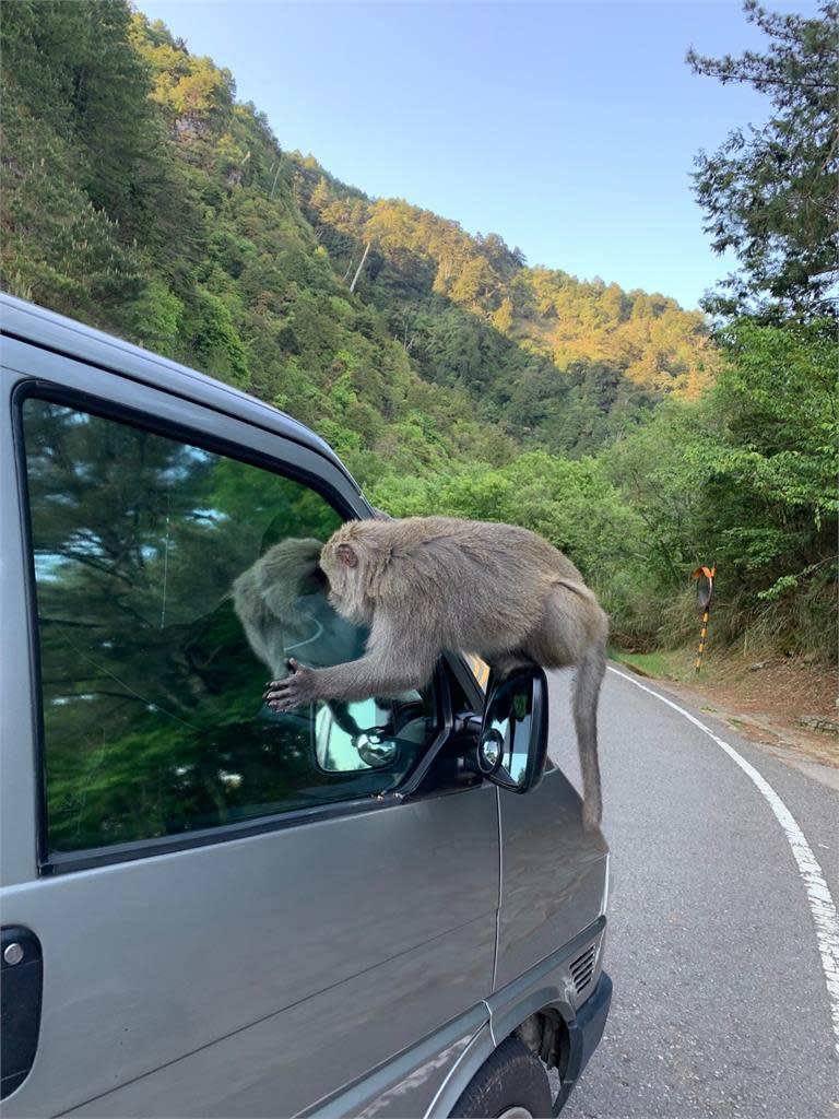 獼猴現蹤「玉山塔塔加」搶食畫面曝！手到擒來只需5秒還亂咬人