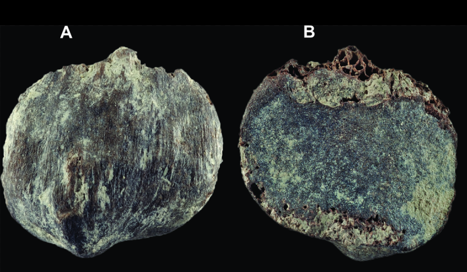 Buronius manfredschmidi – A new small hominid from the early late Miocene of Hammerschmiede (Böhme et al., 2024, PLOS ONE)