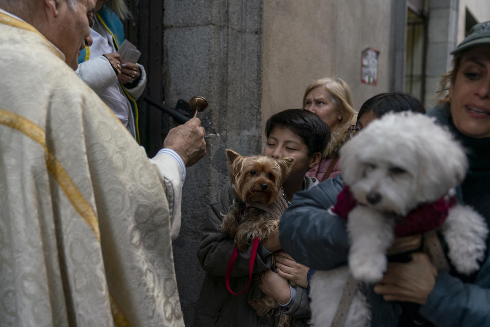 En la ciudad de Madrid ha habido tal boom de mascotas, que hoy, estadísticamente, es más posible ver a un persona paseando a su perro que paseando a un bebé. Muchas personas suelen llevar a sus perros, o perrhijos, a las iglesias para que los sacerdotes católicos les den la bendición de San Antón, el santo patrón de los animales. (Foto: Getty Images)