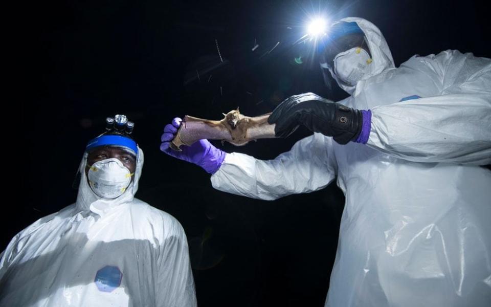 Scientists in Sierra Leone take a sample from a wild bat, as they hunt for new pathogens with the potential to jump to humans - Simon Townsley