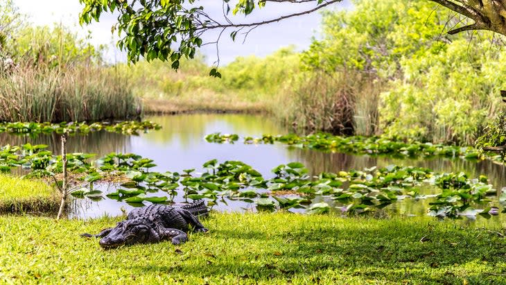 crocodile everglades