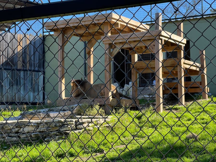 Austin Zoo celebrates lions Sango and Jelani’s 10th birthday (KXAN Photo/Todd Bailey)