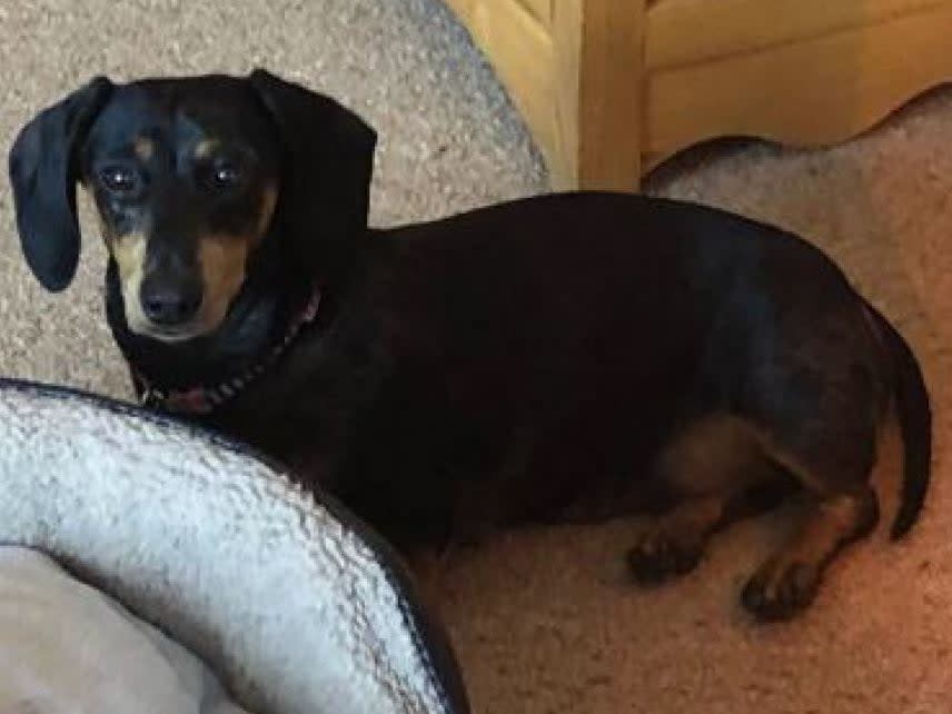 <p>The thieves pushed Ms Fox to the ground and stole Minnie the dachshund</p> (Derbyshire police: https://www.derbyshire.police.uk/news/derbyshire/news/appeals/south/2021/april/appeal-for-information-after-dog-stolen-in-woodville/)