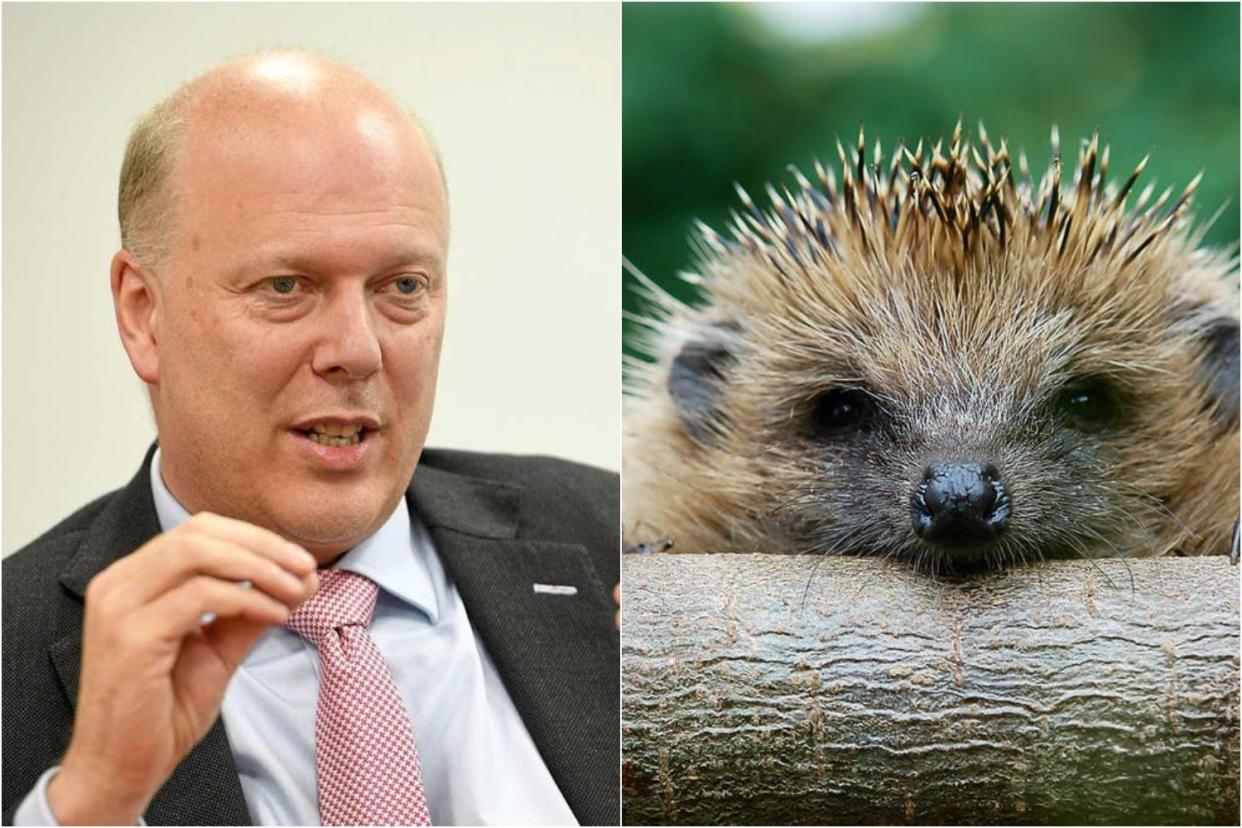 <p>Chris Grayling is calling for hedgehogs to be 'as well protected as any other popular but threatened British animal’</p> (Jeremy Selwyn/Getty Images)