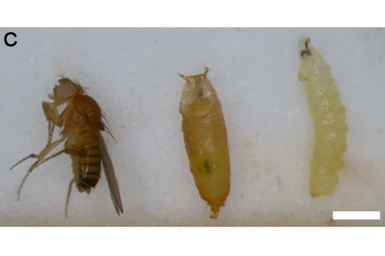 Un adulto de mosca de la fruta, una pupa y una larva del mismo insecto