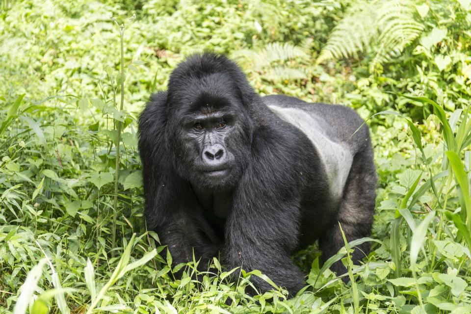 Los gorilas de montaña, suelen habitar en el Parque Nacional de la Selva Impenetrable Bwindi. Foto: Getty Images