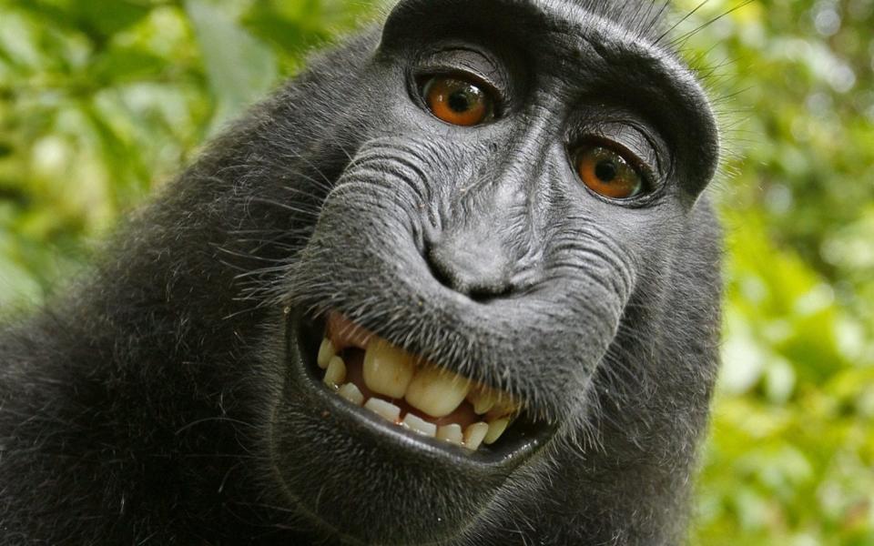 A selfie captured in 2011 on British nature photographer David Slater's camera - Caters News Agency 