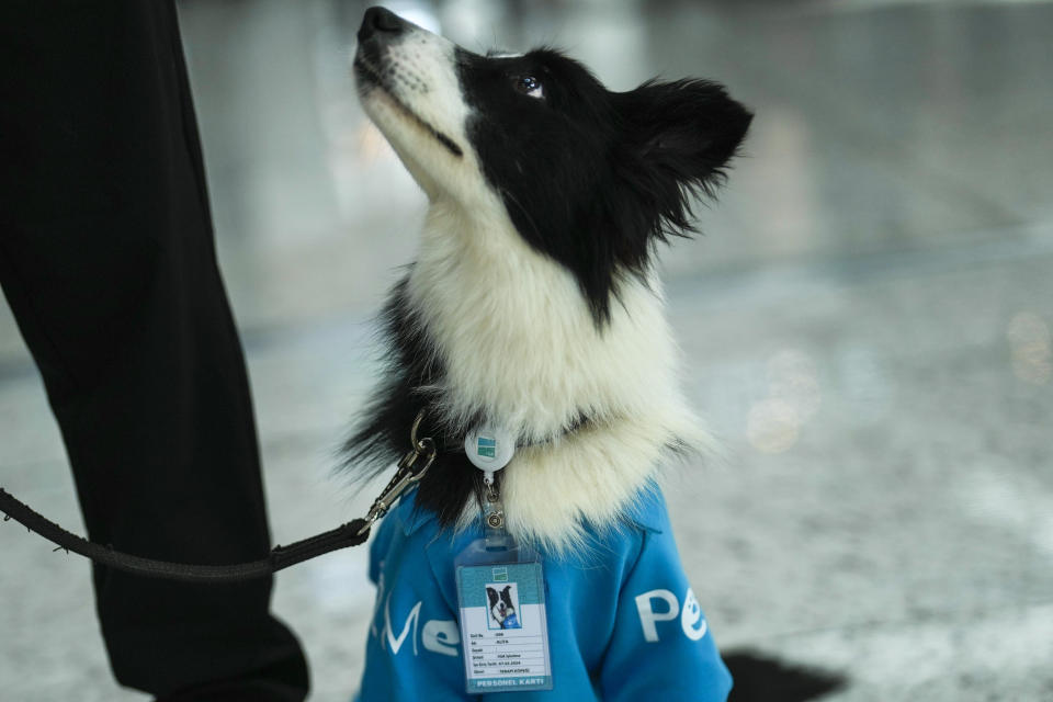 Airport therapy dog Alita looks at her handler while walking through Istanbul Airport in Turkey, Wednesday, April 3, 2024. Istanbul Airport has made five new hires to provide stress-free travel experience for anxious passengers: therapy dogs that are ready to offer support with snuggles, belly rubs and sloppy kisses. (AP Photo/Khalil Hamra)