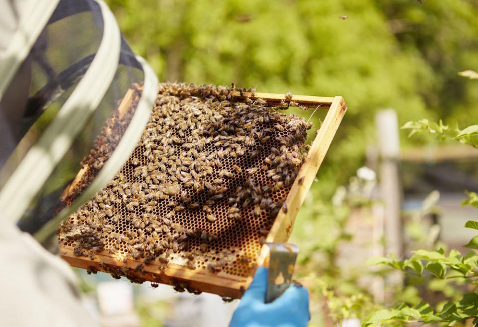 <em>Hobby – Mr Cattanach also goes into schools to talk to children about bees (Picture: Rex)</em>