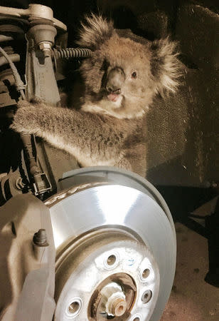 A koala sits trapped in the wheel well of a car after the wheel was removed to facilitate its rescue in Adelaide, South Australia, September 9, 2017 in this handout picture distributed to Reuters on September 16, 2017. Jane Brister/Handout via REUTERS.