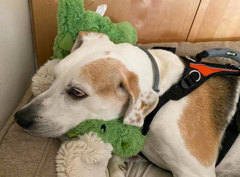 After her buddy Zorro died, Elle “knew he had left and immediately grabbed Zorro’s favorite toy and kept it with her, laying on it for over a year,” says Chris Trainer.