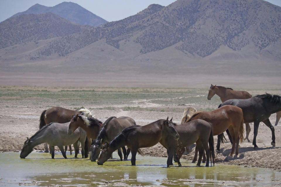 FILE - In this June 29, 2018 file photo, wild horses drink from a watering hole outside Salt Lake City. Acting U.S. Bureau of Land Management Director William Perry Pendley says it will take $5 billion and 15 years to get an overpopulation of wild horses under control on western federal lands. But he told reporters Wednesday, Oct, 23, 2019, several new developments have made him more optimistic than he's been in years about his agency's ability to eventually shrink the size of the herds from 88,000 to the 27,000 he says the range can sustain ecologically. (AP Photo/Rick Bowmer, File)