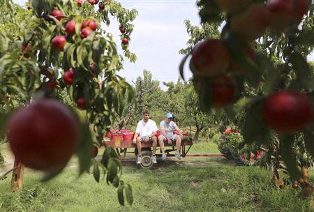 Workers are carried by a tractor in an orchard of peaches confiscated from the Camorra clan, or the local mafia, in Chiaiano next to Scampia, district of northern Naples, August 21, 2013. The orchard is part of a nationwide campaign to use confiscated gang assets to persuade youths from sink estates like Scampia that there is an alternative to drugs and working for the mob. Picture taken August 21, 2013. REUTERS/Alessandro Bianchi