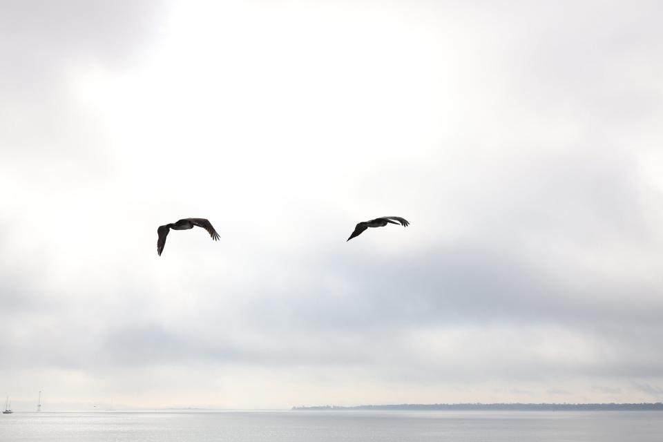 The autofocus picked up these birds in flight