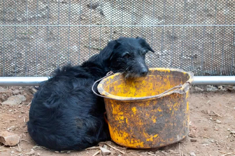 Dogs kept in pitiful conditions by Diana Curtis