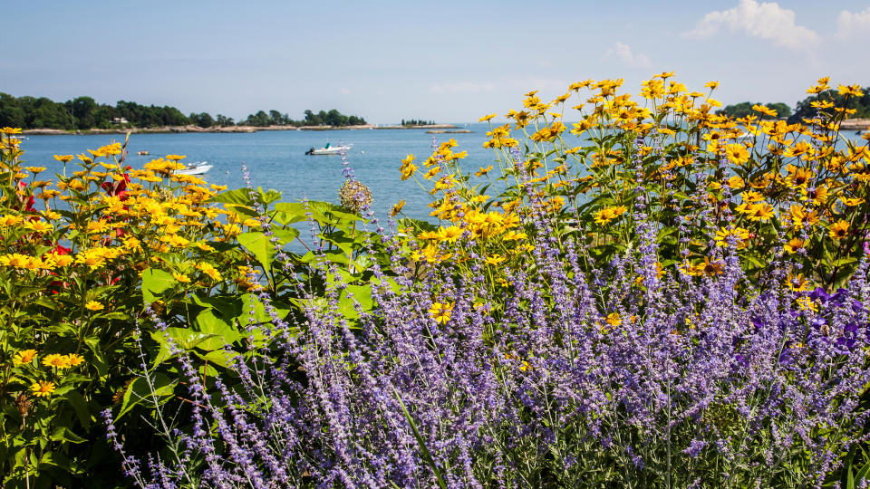 Here's what to plant in a coastal garden