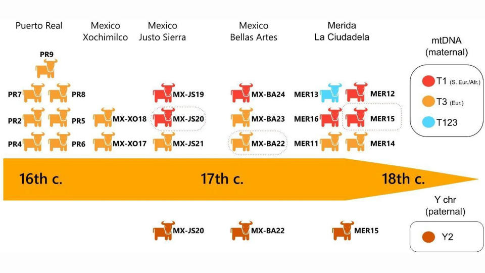 Synthesis diagram showing the genetic makeup of post-Columbian cattle and their chronological evolution.