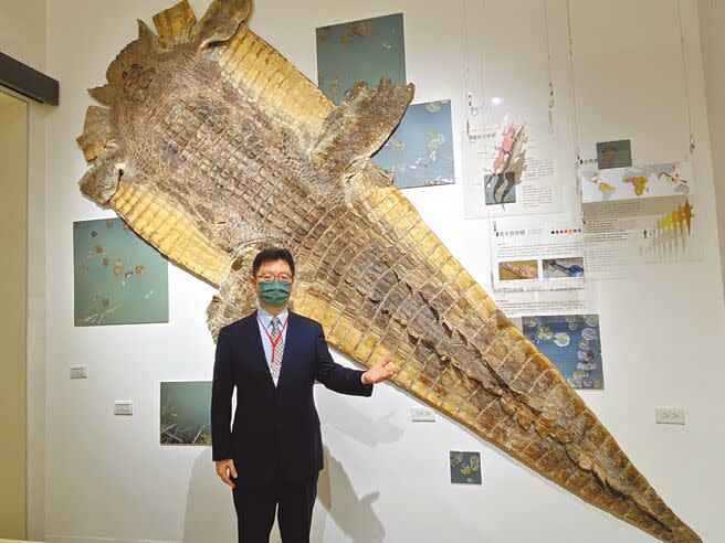 國立中興大學成立自然史博物館22日開幕，長逾4公尺的馬來長吻鱷魚皮，豎立約1層樓高，令人大開眼界。（張妍溱攝）