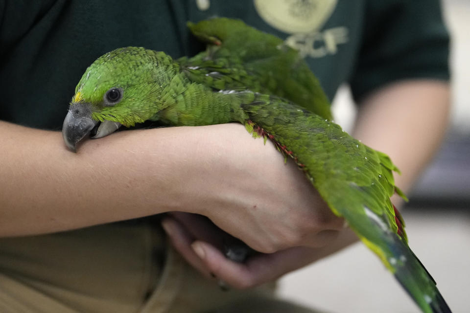 Carolyn Page Smith, especialista de cuidado de animales en la Fundación de Conservación de Especies Raras, sostiene un ejemplar joven de amazonas nuquigualda en Loxahatchee, Florida, el viernes 19 de mayo de 2023. Según documentos judiciales, un contrabandista fue detenido en marzo con 29 huevos de loro en el Aeropuerto Internacional de Miami, cuando los pollos empezaron a salir del cascarón. (AP Foto/Rebecca Blackwell)