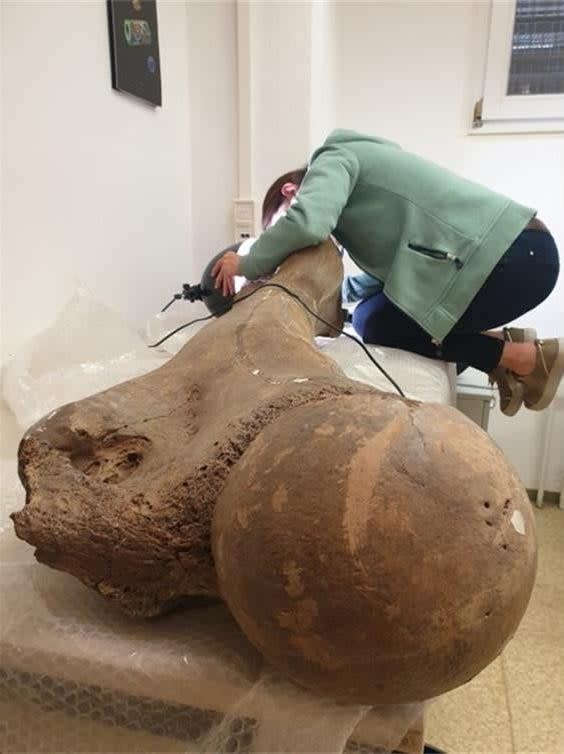 Gaudzinski-Windheuser studying the femur of an ancient elephant.