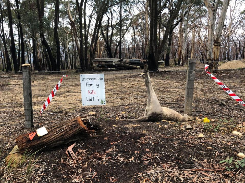 A warning about the danger of barbed wire fences was left after a dead kangaroo was found caught in the wire. 