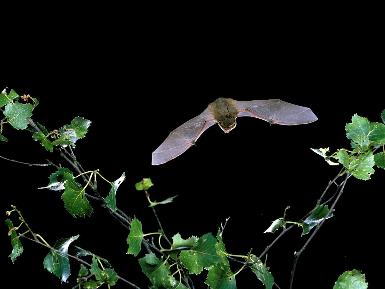 <p>Scientists have suggested that bats played a role in the transmission of the novel coronavirus to humans</p> (PA)