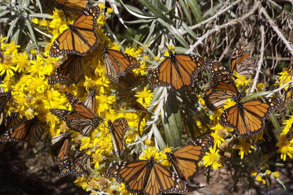 Migrant monarch butterflies tanking up on nectar as they move south.