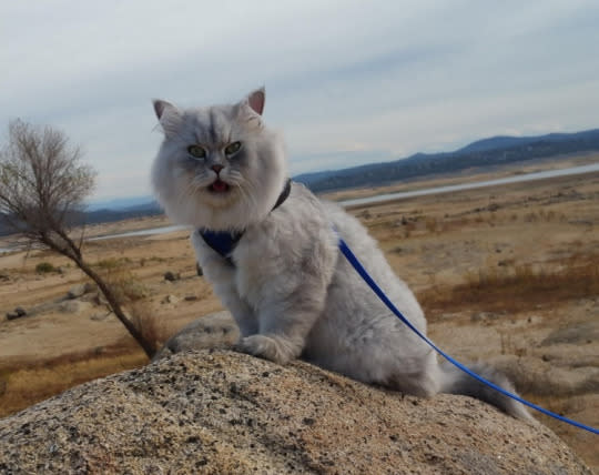 And he confirmed that Folsom Lake has indeed become Folsom ‘Puddle’