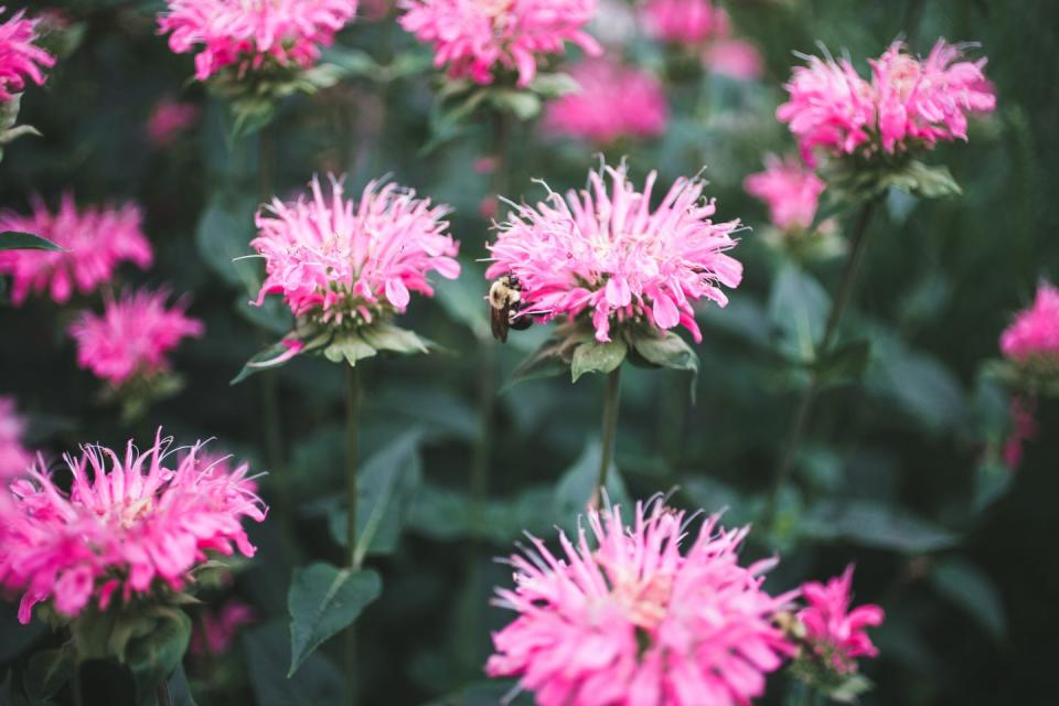 bee balm with bee