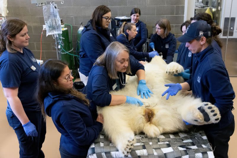 Discussion of climate change during polar bear medical checkup