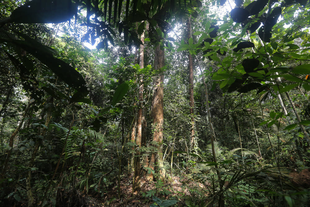 The state government acknowledged the risks involved in the controversial carbon trading deal, or Nature Conservation Agreement (NCA), involving two million hectares of Sabah’s forests but said that the advantages would also be highly beneficial. — Picture by Yusof Mat Isa