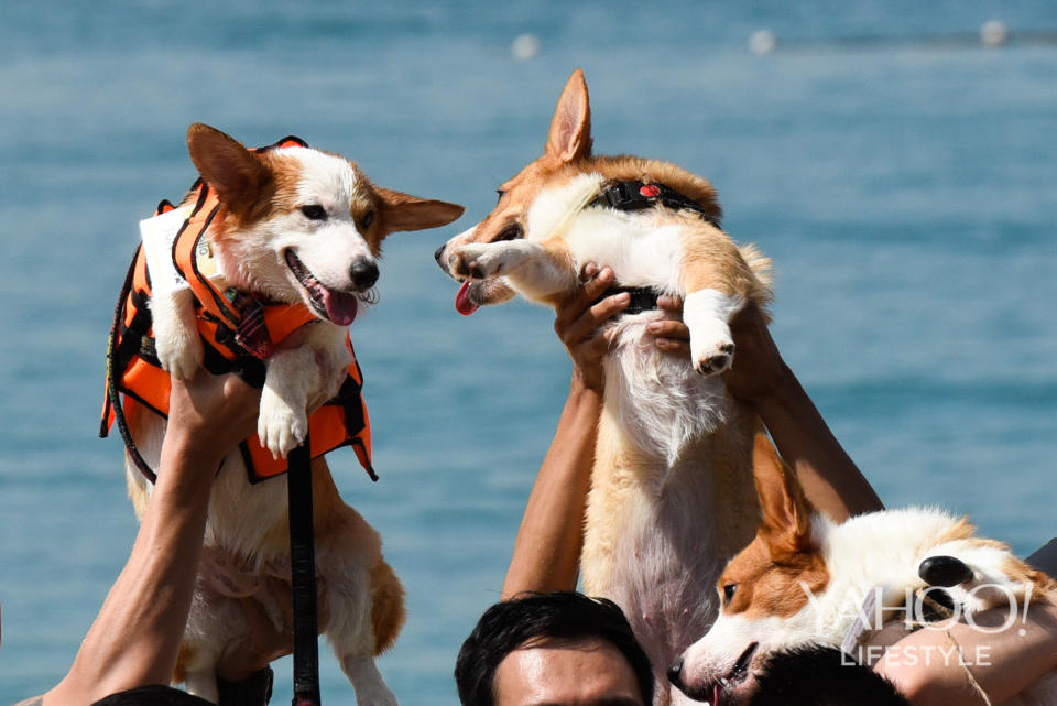 Corgi Gathering at Tanjong Beach