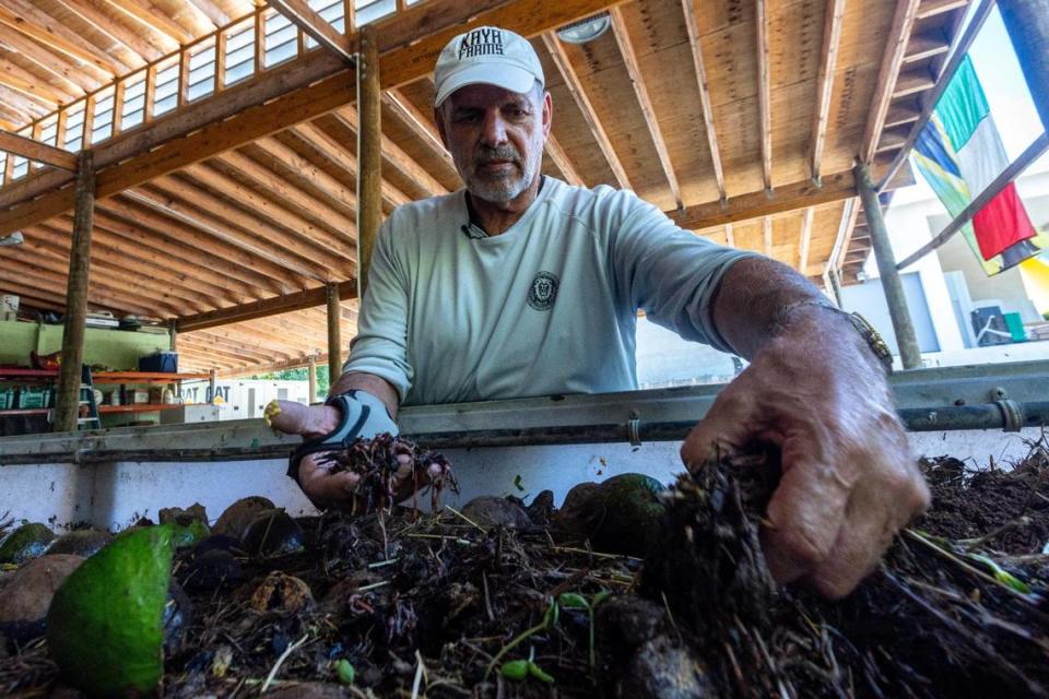 Owner Peter Fedele grabs a fist full of earth worms and compost at his property, Lion Fruit Farms, in Homestead, Florida, on Wednesday, November 8, 2023.