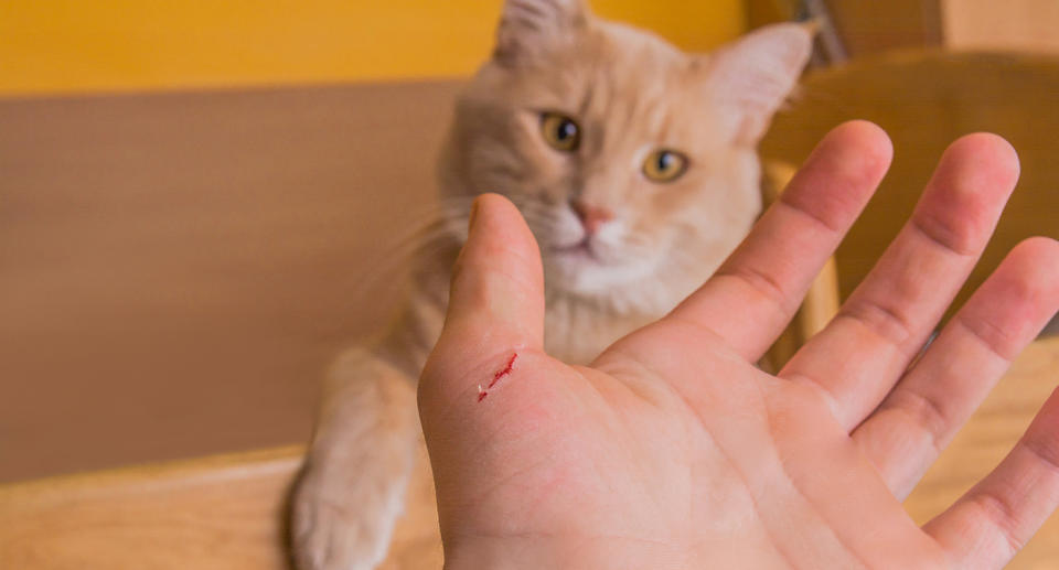 An image of an orange domestic cat that has bitten or scratched a human's hand.