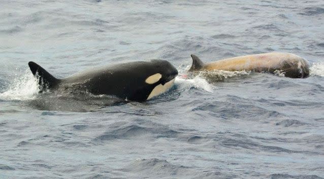 The orcas close in on their prey. Source: Naturaliste Charters/ Machi Yoshida