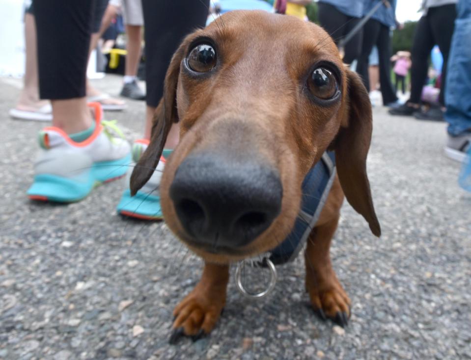A parade contestant eyes the competition waiting for the event to start at the Barnstable County Complex for the annual Doxie Day gathering of dachshunds in 2021.