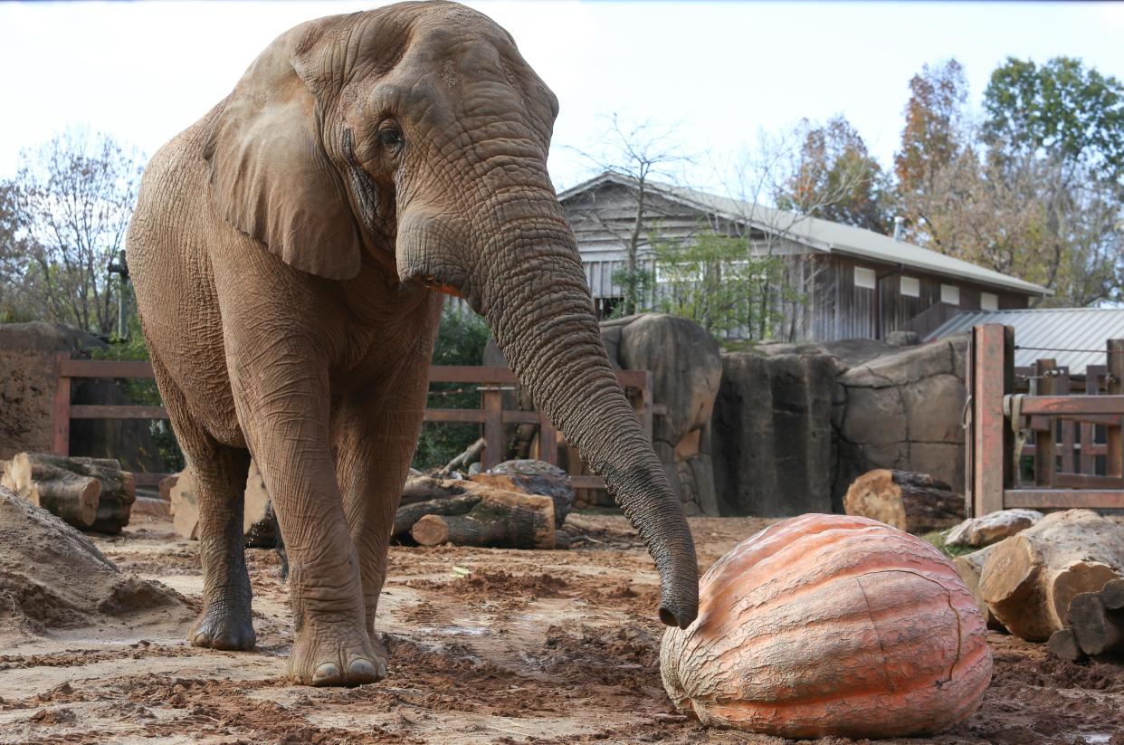 Zoo Knoxville elephant Tonka receives a giant 1,350-pound pumpkin donated by Bruce Terry in 2017.