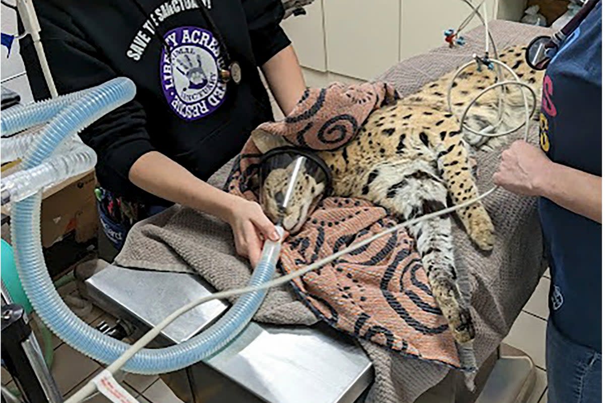 The serval in hospital  (AP)
