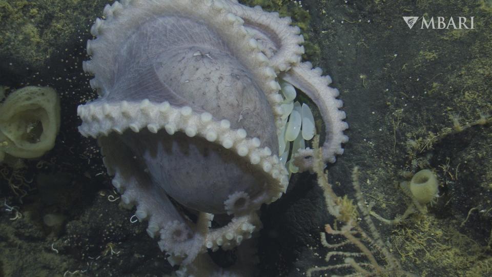 Each octopus has distinctive markings that scientists quickly learned to identify. <a href="https://www.mbari.org/about/for-media/" rel="nofollow noopener" target="_blank" data-ylk="slk:Credit: © 2022 MBARI;elm:context_link;itc:0;sec:content-canvas" class="link ">Credit: © 2022 MBARI</a>
