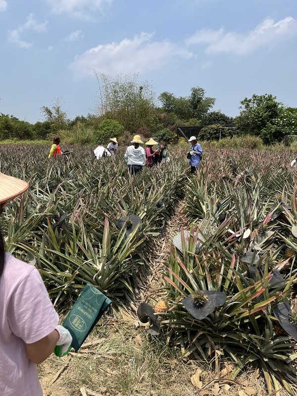 ▲巴瓈圓農場透過加工製作讓鳳梨在飲食生活中有了更多可能性。（圖/台灣休閒農業發展協會）