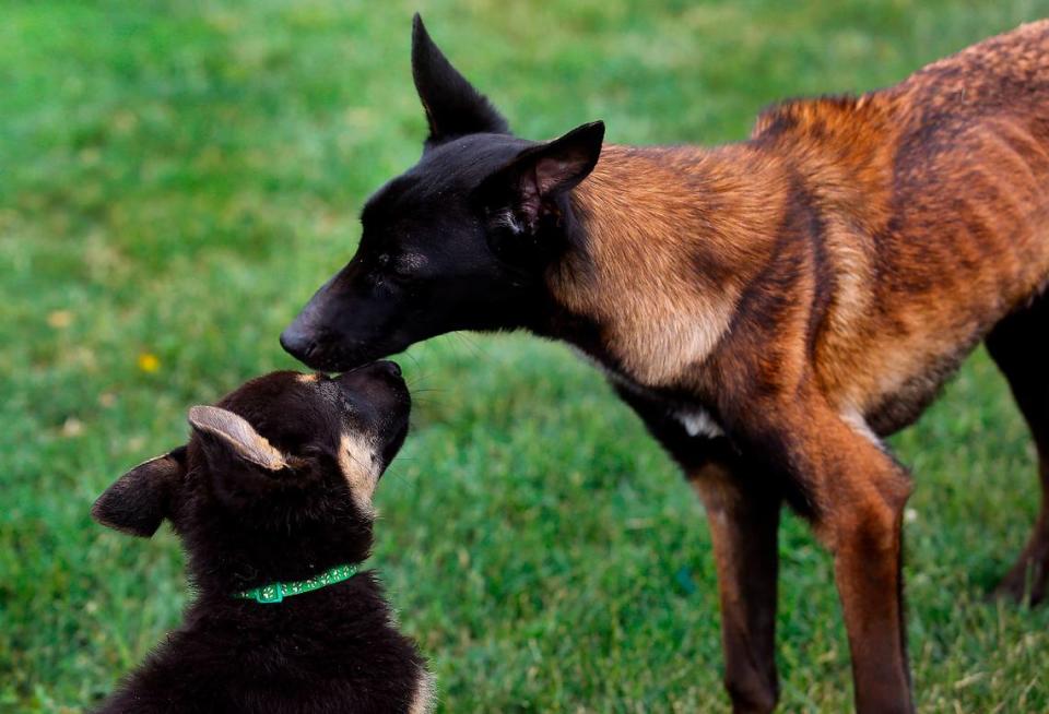 Ahsoka, an emaciated Belgian Malinois, lets a German shepherd puppy lick her face while wandering around the puppy area at Mattox Dog Training Academy near Eltopia in rural Franklin County. Mattox is providing foster care for the malnourished dog that was taken in by Mikey’s Chance Canine Rescue.