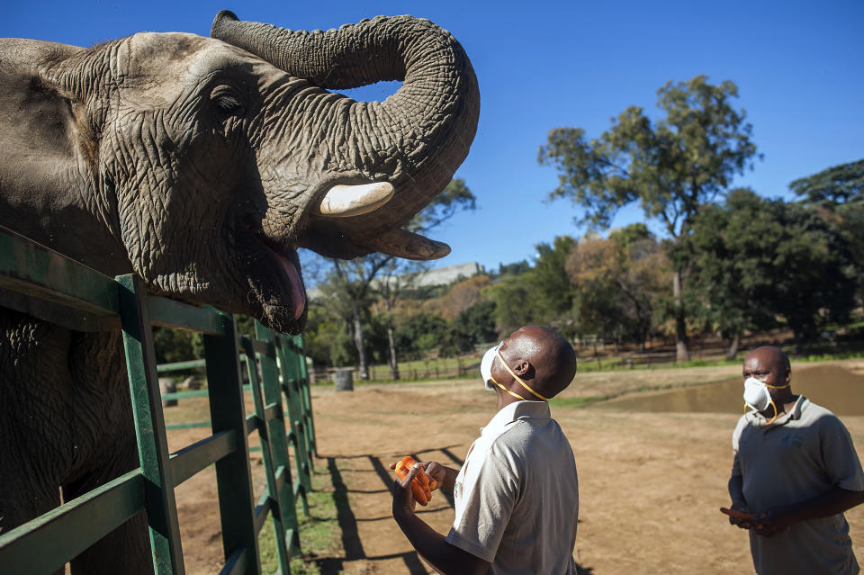 Animal carers, Clement Chauke, left, and Vhutshilo Mulaudzi, right, feed an elephant at the Johannesburg Zoo, Friday, May 1, 2020 as the government began a phased easing of strict lockdown measures to curb the spreading of the coronavirus. With no visitors being allowed at the zoo at present it is reported that there has been a marked difference in the behaviour of the animals since lockdown began five weeks ago.(AP Photo/Shiraaz Mohamed)