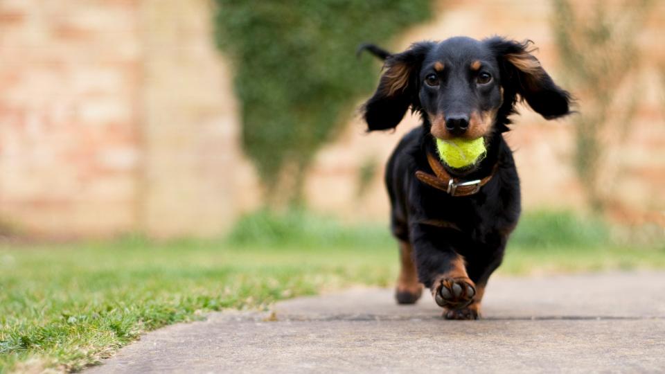Dog running along pavement with ball in mouth