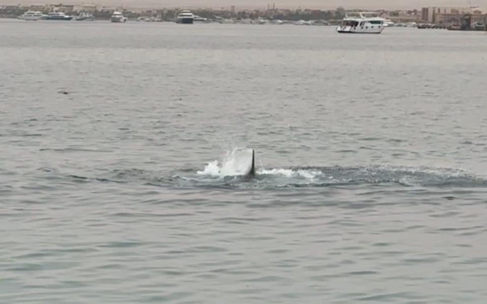 A fin is seen above the water during the shark attack in Hurghada, Egypt - GRIGORY KATAEV/REUTERS