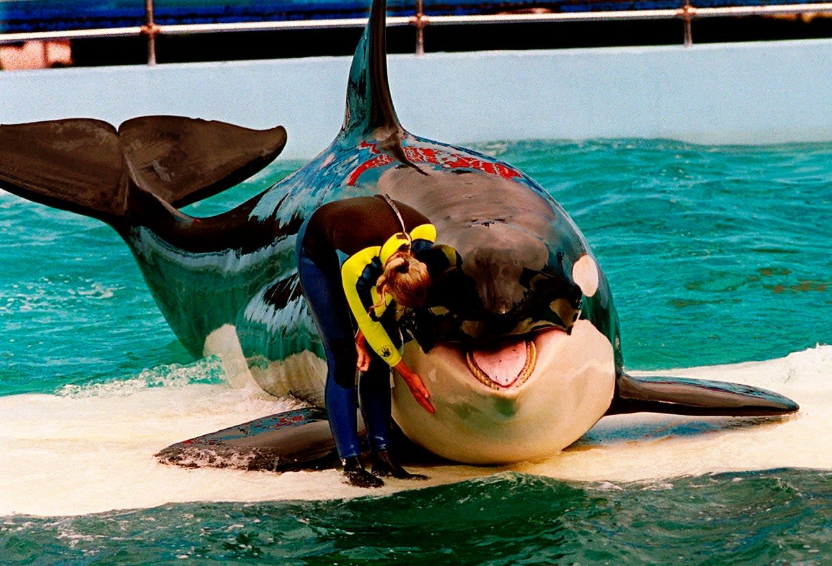 File. A trainer pets Lolita, a captive orca whale, during a performance at the Miami Seaquarium in Miami, 9 March 1995. - Lolita, an orca whale held captive for more than a half-century, died Friday, 18 August 2023, at the Miami Seaquarium as caregivers prepared to move her from the theme park in the near future (via AP)