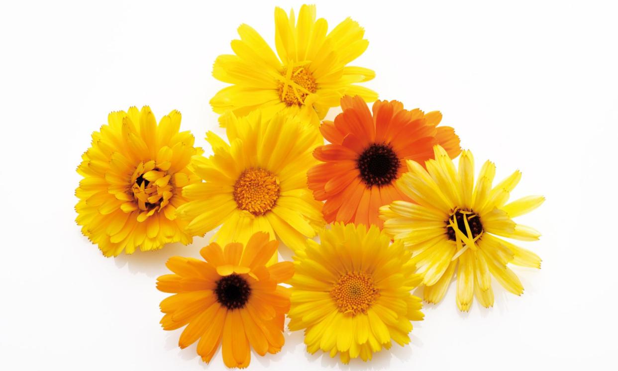 <span>Common marigold flowers. Large African marigolds starred in the Miami study.</span><span>Photograph: Creativ Studio Heinemann/Getty Images/Westend61</span>