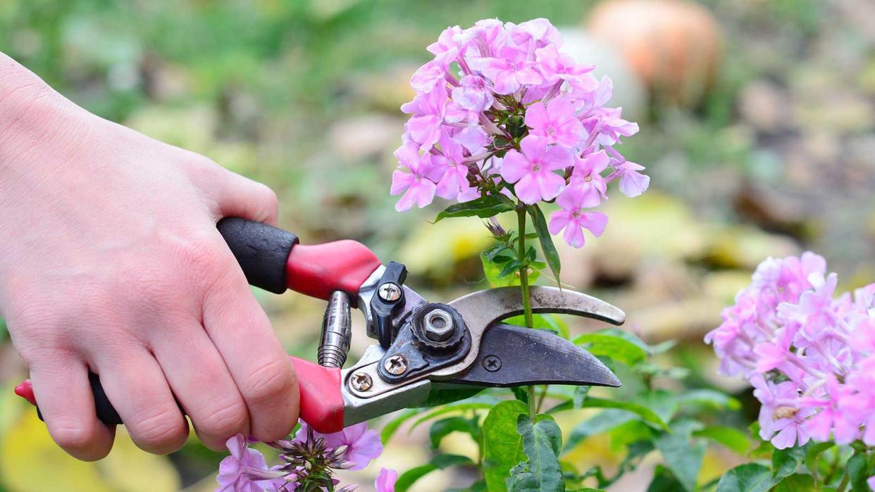  deadheading pink phlox 