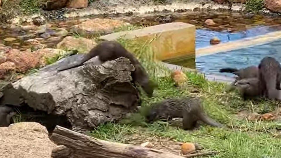 Bunch of otters playing with a bamboo branch